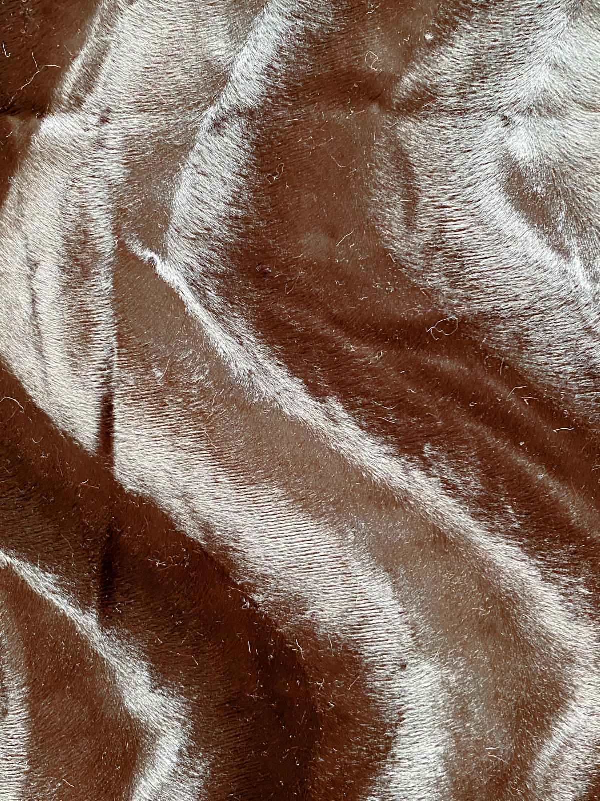 Angora Noir
